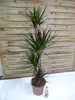 [Palmenlager] - XL Dracaena marginata "magenta" 150 cm / Produktbild-Vorschau 4