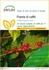 SAFLAX  - Pianta di caffè - 8 semi - Coffea Anteprima dell’immagine prodotto 1