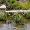 Bloomique - Lot de 3 Plantes de Bassin - Pontédérie - Voir les images du produit 5