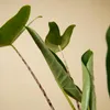 Bloomique - Alocasia Zebrina - Elephant Ear - Roślina Podgląd zdjęcia produktu 7