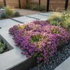 Bloomique - Lot de 6 - Thymus Red Carpet - Thym rouge - Voir les images du produit 5
