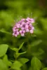 Spiraea japonica 'Little Princess', Zwerg-Spiere, rosa, Produktbild-Vorschau 4