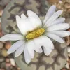 Lithops - zywy kamien - w doniczce 5,5 cm Podgląd zdjęcia produktu 4