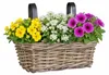 Mica Decorations Korb Marcia - 30x19x15 cm - Rattan - Grau Produktbild-Vorschau 2