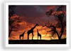 Gerahmtes Poster - Weißer Rahmen - Giraffe Afrika Sonne Produktbild-Vorschau 1