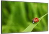 Wallario Wandbild Marienkäfer auf grünem Blatt, Größe: Produktbild-Vorschau 2