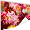 MuchoWow® Poster Mehrfarbige Tulpen 180x120 cm - Fotoplakat Produktbild-Vorschau 1