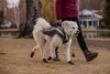 Ruffwear Lumenglow™ High-Vis Jacke, Farbe:Granite Gray, Produktbild-Vorschau 8