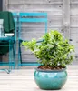 Dehner Gourmet Garten Heidelbeere Spartan, aromatisch, ca. Produktbild-Vorschau 5