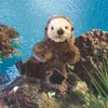 Folkmanis Handpuppe Baby Otter 30 cm Produktbild-Vorschau 7