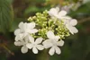 Viburnum plicatum 'Watanabe', Japanischer Schneeball, weiß, Produktbild-Vorschau 3