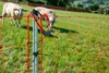 horizont Hundenetz easy 50 m x 90 cm – elektrisches Netz Produktbild-Vorschau 7
