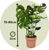 Plante à trous - Monstera deliciosa - Hauteur 70-80cm - Voir les images du produit 2