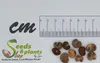 5x Adansonia digitata Baobab Affenbrotbaum Pflanzen - Samen Produktbild-Vorschau 2