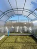 Garten Dream Polycarbonat-Gewächshaus "Oasis" 4x6m aus Produktbild-Vorschau 6