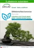 SAFLAX - Středomořská borovice - Pinus pinea - 6 Semena - S Náhled obrázku produktu 1