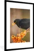 MuchoWow® Gerahmtes Poster Vogel - Amsel - Winter - Eis - Produktbild-Vorschau 1