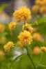 Kerria japonica 'Pleniflora', Ranunkelstrauch, gelb, 40–60 Produktbild-Vorschau 3