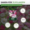 Cosmea Schmuckkörbchen Sensation Mix Samen - Cosmos Produktbild-Vorschau 3