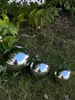 Three polished stainless steel garden spheres of different sizes are placed on a grassy lawn, reflecting the surrounding greenery and a person. Produktbild-Vorschau