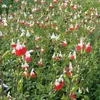 6 x Salbei  - Salvia microphylla 'Hot Lips'  | Topf 9cm x Produktbild-Vorschau 2