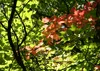 SAFLAX - červený javor - Acer rubrum - 20 Semená Náhľad obrázku produktu 6