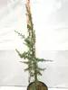 A young tree in a pot, with a measuring stick next to it. Produktbild-Vorschau