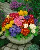 Primula elatior, Schlüsselblume, gelb, ca. 9x9 cm Topf Produktbild-Vorschau 12