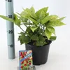 Aucuba japonica 'Variegata' - Japanische Aukube | 30-40 cm Produktbild-Vorschau 2