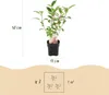 GreenboutiQ - Rispenhortensie - Hydrangea panniculata Produktbild-Vorschau 4