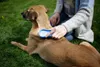 A person is brushing a dog on the grass. Produktbild-Vorschau