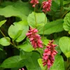 6 x Kerzenknöterich  - Persicaria amplexicaulis Produktbild-Vorschau 2