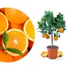 Meine Orangerie Orangenbaum Mezzo - echte Orange - Produktbild-Vorschau 1