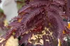 Albizia julibrissin Summer Chocolate - Seidenakazie - Produktbild-Vorschau 3