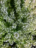 6 x Calamintha nepeta 'Nepeta' - Bergthymian im 9x9 cm Topf Produktbild-Vorschau 3