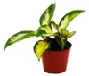 Mini-Pflanze Hoya carnosa tricolor Porzellanblume Ideal für Produktbild-Vorschau 2