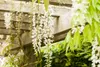 Wisteria floribunda, glicynia japońska, 60-100 cm Podgląd zdjęcia produktu 3