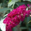 3 x Summer Lilac Assortment: Zestaw 3 krzewów Podgląd zdjęcia produktu 7