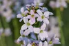 SAFLAX - Wiesenschaumkraut - Cardamine pratensis - 100 Produktbild-Vorschau 9