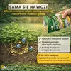 Microjetel à petites feuilles + Herbe : semences vivaces Voir les images du produit 6