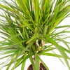 Dragonnier Marginata - Ø21cm - ↕120cm Voir les images du produit 3