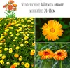 Ringelblumen Samen (Calendula Officinalis) - Vielseitige Produktbild-Vorschau 2