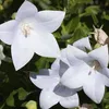 6 x Garten-Ballonblume  - Platycodon grandiflorus 'Fuji Produktbild-Vorschau 1