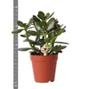 Kolibri Greens | Groene Pflanze - Sukkulente Crassula Ovata Produktbild-Vorschau 4