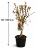 Granatapfelbaum Granada Mollar de Elche 70–100 cm – Echter Produktbild-Vorschau 5