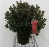 Azalea japonica Red - Azalia japońska 60-80 cm - Pojemnik Podgląd zdjęcia produktu 2