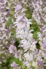 Muskatellersalbei, im Topf - Salvia sclarea Produktbild-Vorschau 1