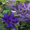 3 x Clematis Kletterplanzen Mix (3 Pflanzen): 3 kaufen/2 Produktbild-Vorschau 13