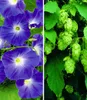 BALDUR Garten 2er Winterharte Kletterpflanzen-Kollektion, Produktbild-Vorschau 1