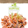 Keimsprossen Weizen (200 g) |Keimsprossen von FLORTUS Produktbild-Vorschau 5